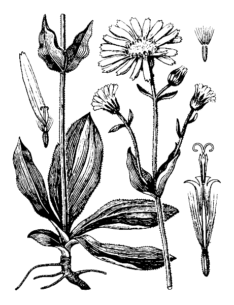    ARNICA MONTANA L