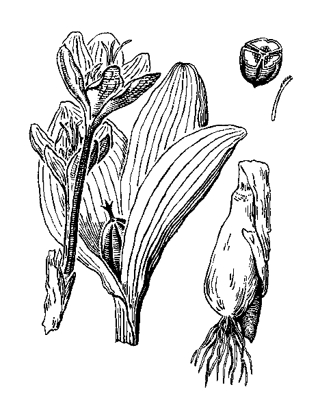    COLCHICUM SPECIOSUM STEV. (C. LIPAROCHIADYS WORONOW)