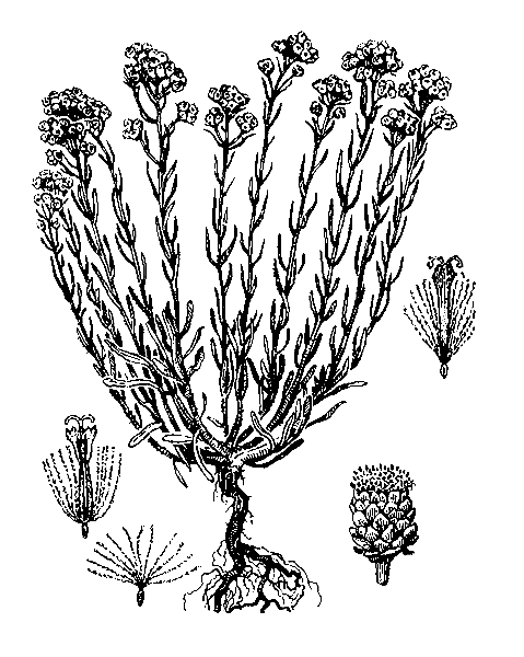   ( )  HELICHRYSUM ARENARIUM (L.) MOENCH