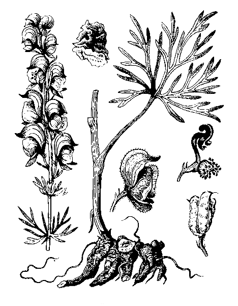   ( )  ACONITUM SOONGARICUM (REGEL) STAPF