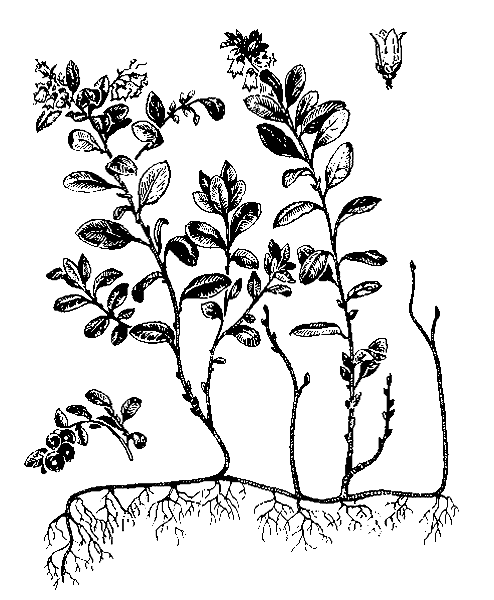    VACCINIUM VITIS-IDAEA L. [RHODOCOCCUM VITIS-IDEAE (L.) AVROR.]