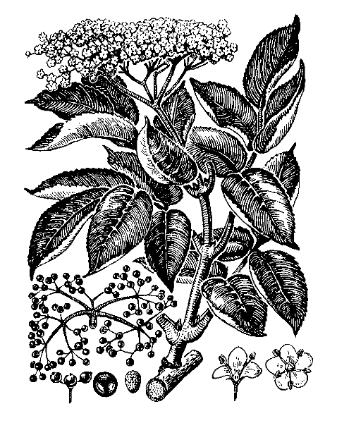    SAMBUCUS NIGRA L