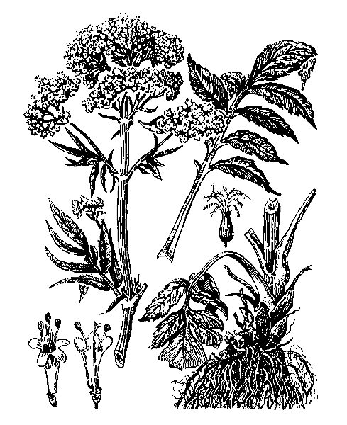   ( , )  VALERIANA OFFICINALIS L. (V. EXALTATA MIKAN F., V. PALUSTRIS KREYER.