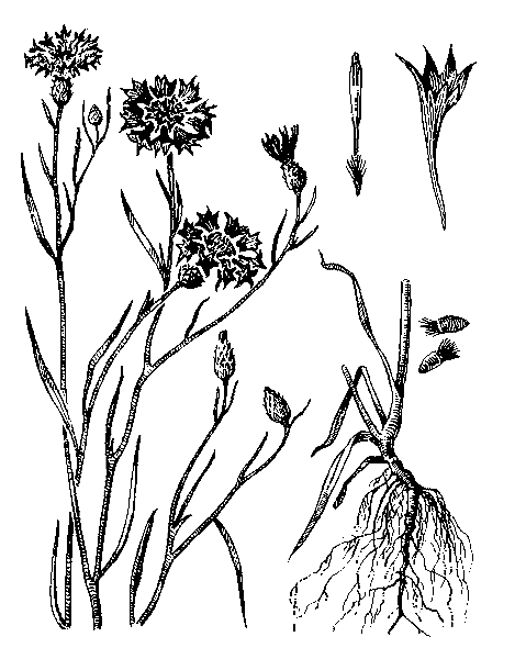     CENTAUREA CYANUS L.