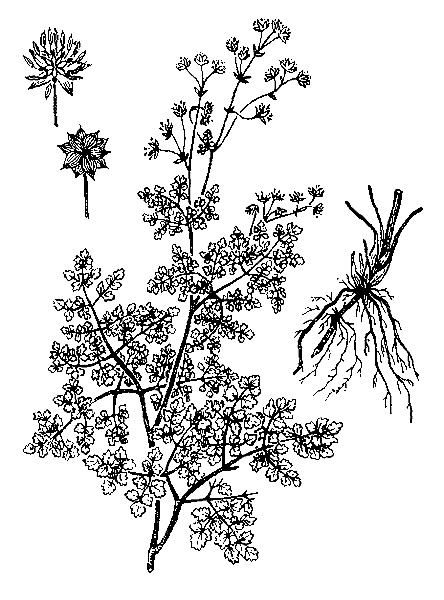    THALICTRUM FOETIDUM L