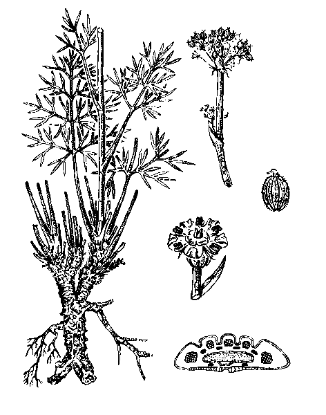    PHLOJODICARPUS SIBIRICUS (STEPH. EX SPRENG.) K.-POL