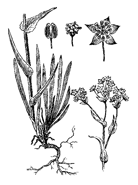   - BUPLEURUM MULTINERVE DC. (. RANUNCULOIDES PALL., . NERVOSUM TREV.)