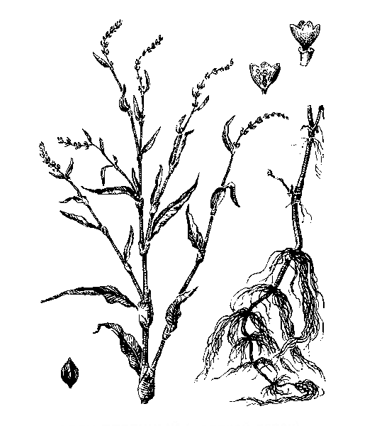   ( )- POLYGONUM HYDROPIPER L. (PERSICARIA HYDROPIPER OPIZ)