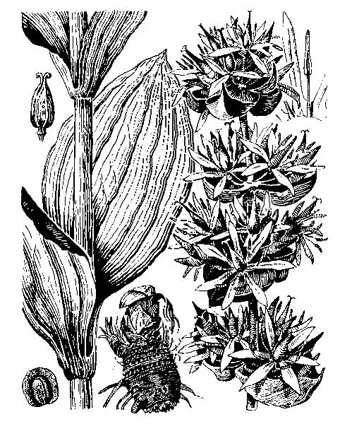    GENTIANA LUTEA L