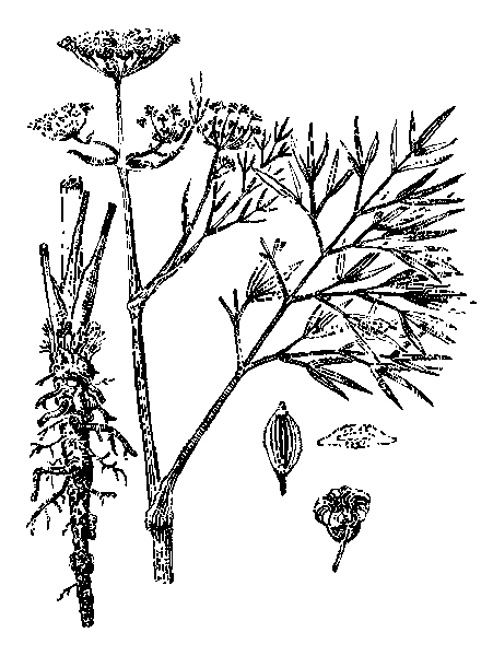   ()  PEUCEDANUM MORISONII BESS. (P. OFFICINALE LEDEB., P. P., P. RUTHENICUM AUCT., NON BIEB.)