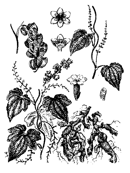   ( ,  )   DIOSCOREA NIPPONICA MAKINO (D. POLYSTACHYA AUCT., NON TURCZ.  DIOSCOREA GIRALDII KNUTH)