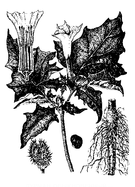    DATURA STRAMONIUM L