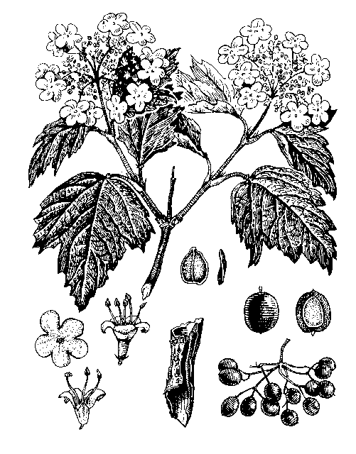   - VIBURNUM OPULUS L.