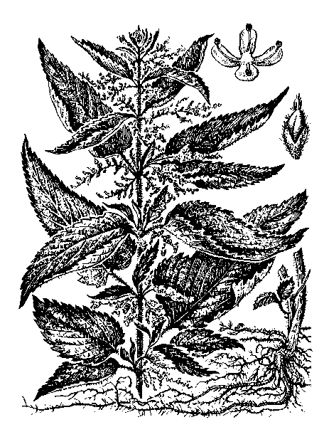    URTICA DIOICA L