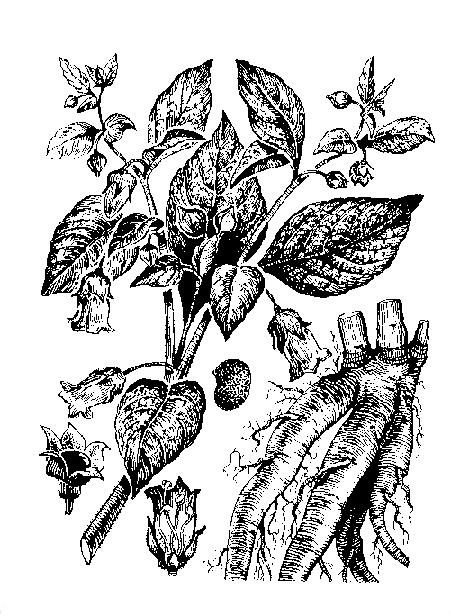   ( ,  ,  )  ATROPA BELLA-DONNA L. S. I. (A. PASCHKEWICZII KREYER, A. CAUCASICA KREYER, A. LUTEA DOELL). 