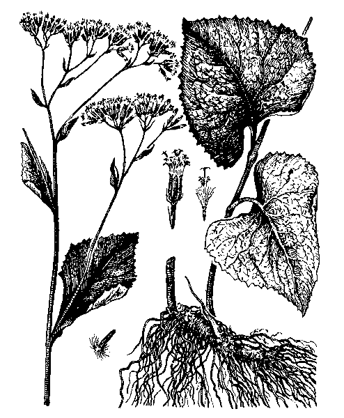   ( ,  )  SENECIO RHOMBIFOLIUS (WILLD.) SCH. BIP. S. I. /S. PLATYPHYLLOIDES SOMM. ET LEVIER, S. PLATYPHYLLUS DC. VAR. PLATYPHYLLOIDES (SOMM. ET LEVIER) GROSSH., S. PLATYPHYLLUS DC., ADENOSTYLES RHOMBIFOLIA (WILLD.) M. PIMEN./