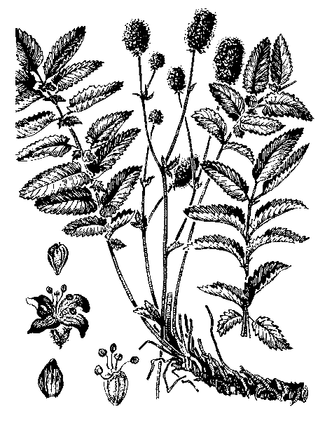    SANGUISORBA OFFICINALIS L. (SANGUISORBA GLANDULOSA KOM.)