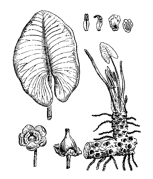   (  )  NUPHAR LUTEA (L.) SMITH (NYMPHAEA LUTEA L.)