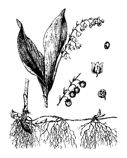   - CONVALLARIA MAJALIS L. (CONVALLARIA TRANSCAUCASICA UTKIN) 