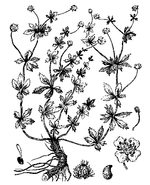   (-,  , ) - POTENTILLA ERECTA (L.) RAEUSCH. (POTENTILLA TORMENTILLA STOKES) 