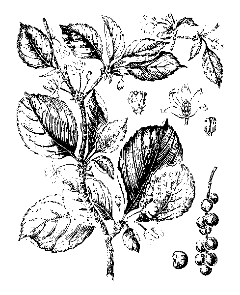    SCHISANDRA CHINENSIS (TURCZ.) BAILL. (MAXIMOWICZIA AMURENSIS RUPR.)