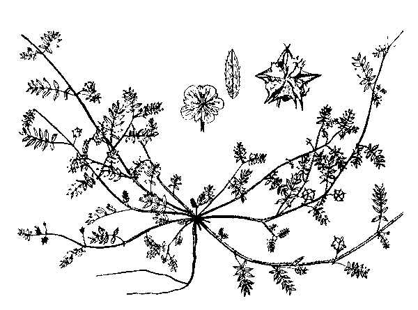   - TRIBULUS TERRESTRIS L.