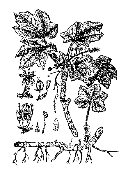   ( ) - OPLOPANAX ELATUS (NAKAI) NAKAI /ECHINOPANAX ELATUS NAKAI, OPLOPANAX HORRIDUS (SMITH) MIQ. SUBSP. ELATUS (NAKAI) HARA/