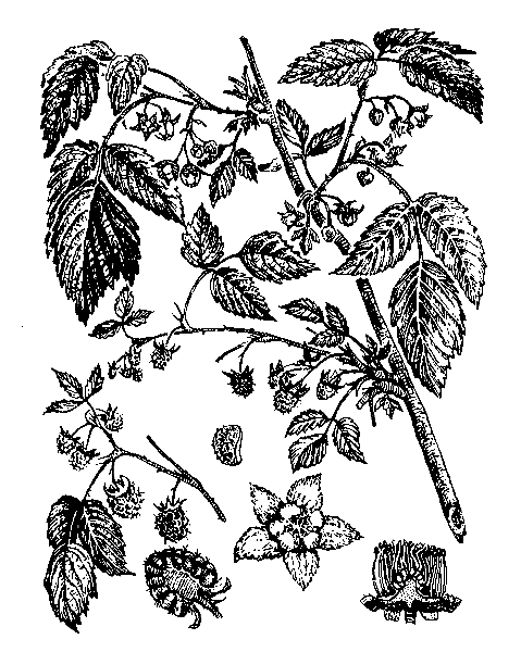    RUBUS IDAEUS L