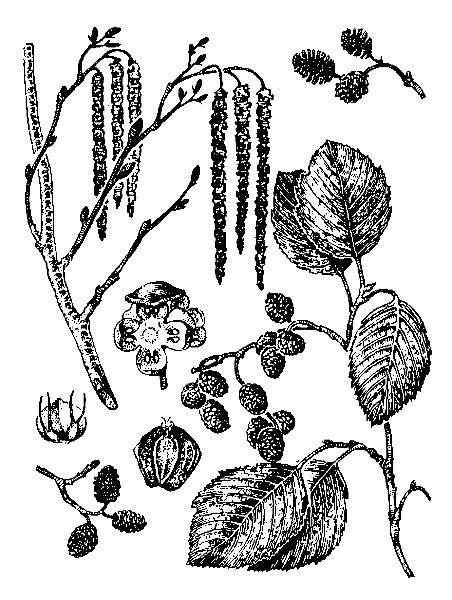   ( ) - ALNUS INCANA (L.) MOENCH