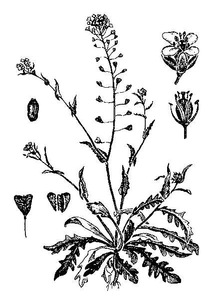    ( )  CAPSELLA BURSA-PASTORIS (L.) MEDIK