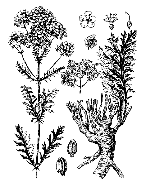   ( )  PATRINIA INTERMEDIA (HORNEM.) ROEM. ET SCHULT