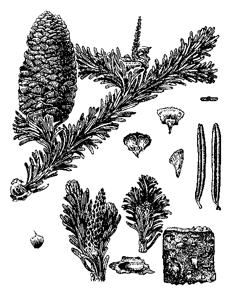   - Abies sibirica Ledeb. (Pinus picea Pall., Pinus pichta Fisch., Abies pichta Forb.)