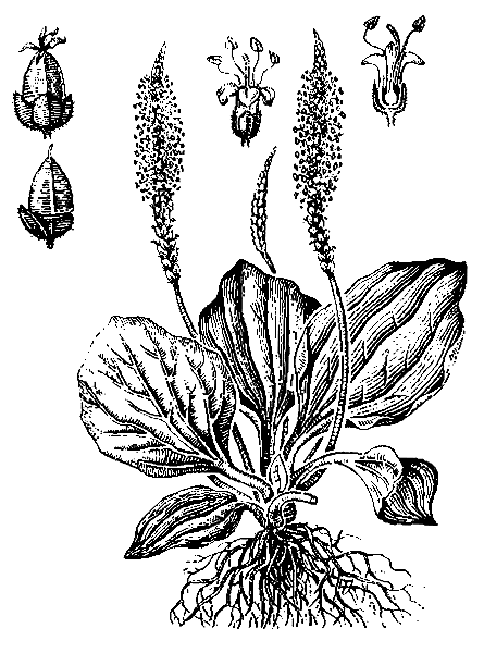    PLANTAGO MAJOR L.