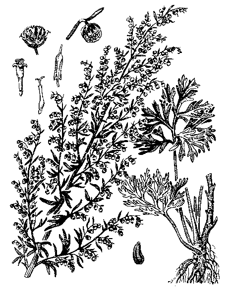    ARTEMISIA ABSINTHIUM L. (ABSINTHIUM VULGARE LAM.)