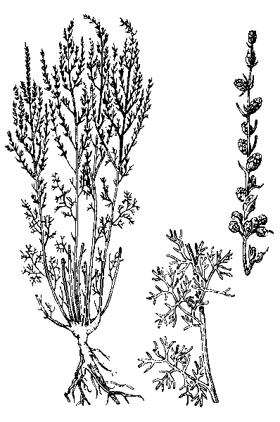    ARTEMISIA TAURICA WILLD. /A. MARITIMA VAR. TAURICA LEDEB., SERIPHIDIUM TAURICUM (WILLD.) POLJAK./ 