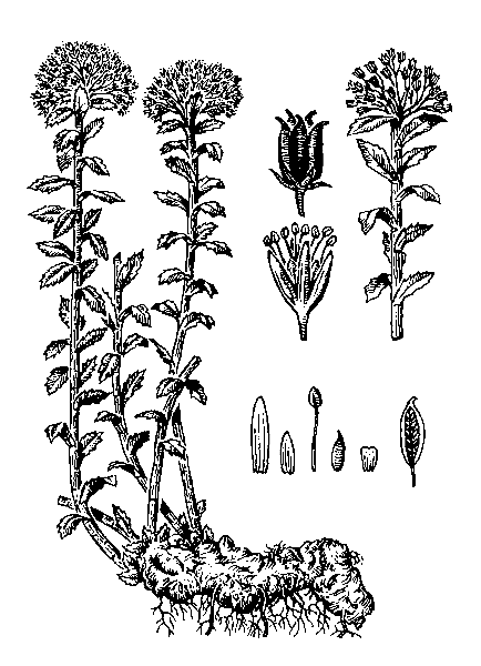   ( )  RHODIOLA ROSEA L. (R. ELONGATE FISCH. ET C. A. MEY., SEDUM ROSEUM (L.) SCOP., SEDUM RODIOLA DC., S. ELONGATUM LEDEB.)