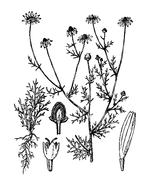   ( ) - CHAMOMILLA RECUTITA (L.) RAUSCHERT (MATRICARIA RECUTITA L., M. CHAMOMILLA L.)