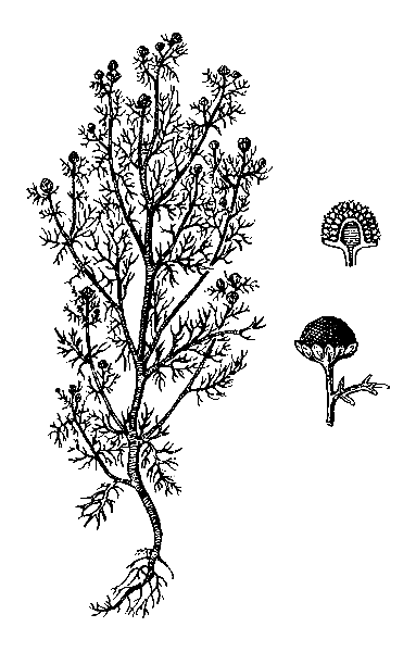   ( ,  ,  )  CHAMOMILLA SUAVEOLENS (PURSH) RYDB. (MATRICARIA SUAVEOLENS (PURSH) BUCH., M. DISCOIDEA DC., M. MAT R TEAR IOIDES (LESS.) PORTER EX BRITT.)