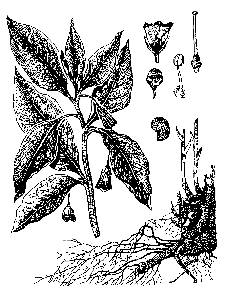   ( )  SCOPOLIA CARNIOLICA JACQ. S. I. (S. CAUCASICA KOLESN. EX KREYER, S. TUBIFLORA KREYER)