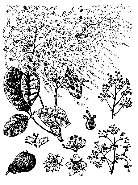   ( , )  COTINUS COGGYGRIA SCOP. (RHUS COTINUS L)