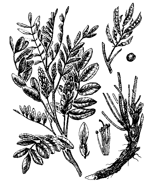   ( ,  , ) - GLYCYRRHIZA GLABRA L.