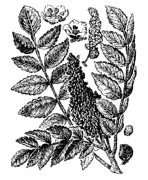    RHUS CORIARIA L.