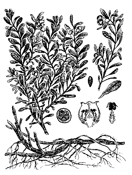   ( ,  )  ARCTOSTAPHYLOS UVA-URSI (L.) SPRENG. [ARCTOSTAPHYLOS CAUCASICA LIPSCH.].