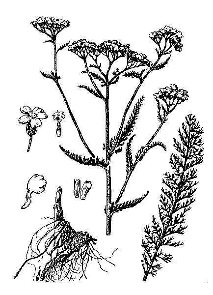    ACHILLEA MILLEFOLIUM L.