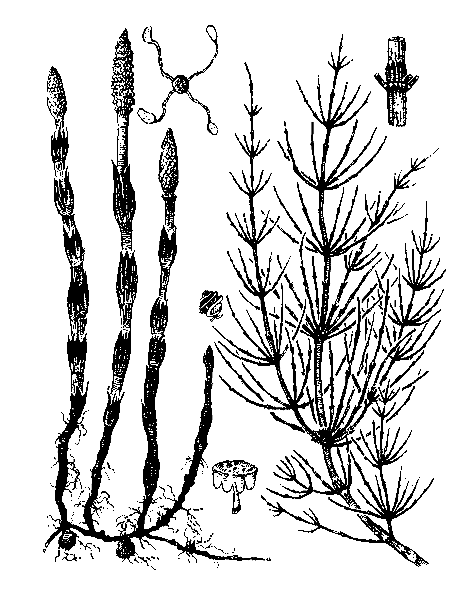    EQUISETUM ARVENSE L.