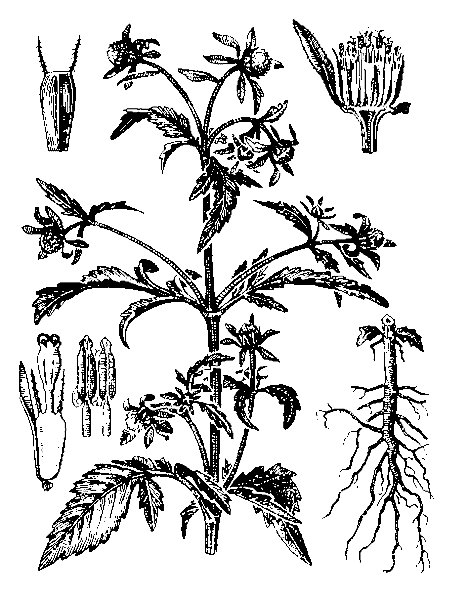   ( )  BIDENS TRIPARTITE L. 