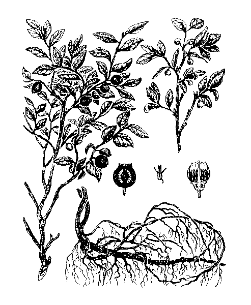    VACCINIUM MYRTILLUS L.