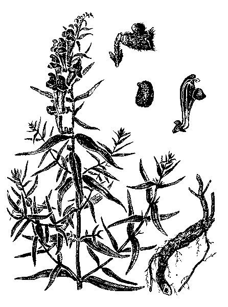    SCUTELLARIA BAICALENSIS GEORGI. 