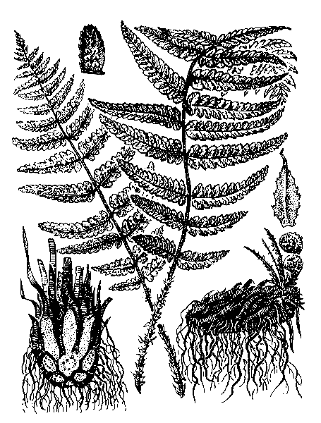   ( )  DRYOPTERIS FILIX-MAS (L.) SCHOTT.