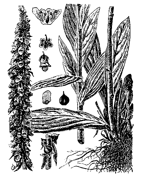   ( ,   ) - DIGITALIS FERRUGINEA L. [D. FERRUGINEA SUBSP. SCHISCHKINII (IVANINA) WERNER, D. SCHISCHKINII IVANINA]